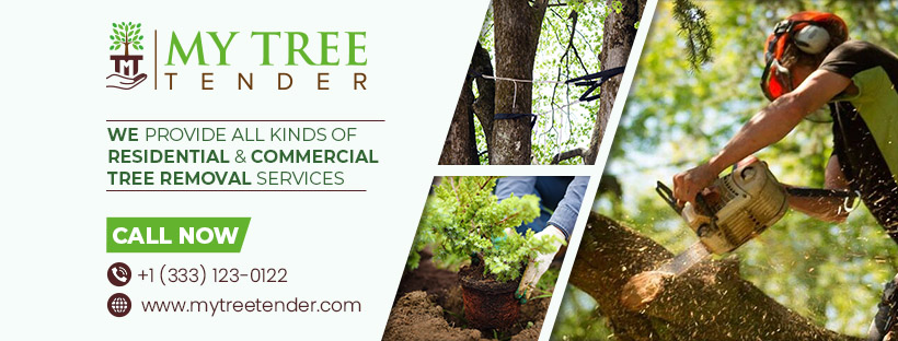 What is the Secret to Perfectly Pruned Trees? 